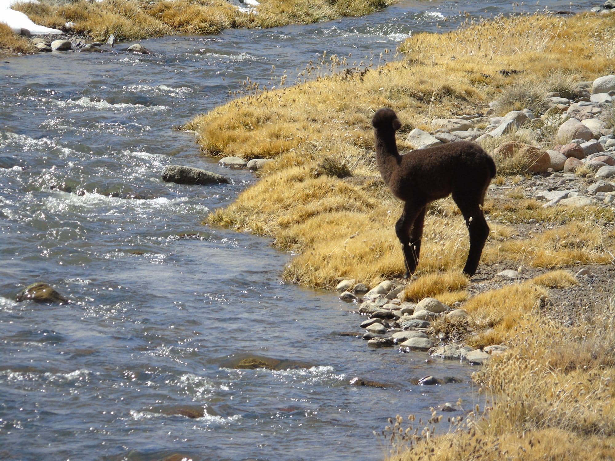 A dark cria standing beside a river in tussock country.