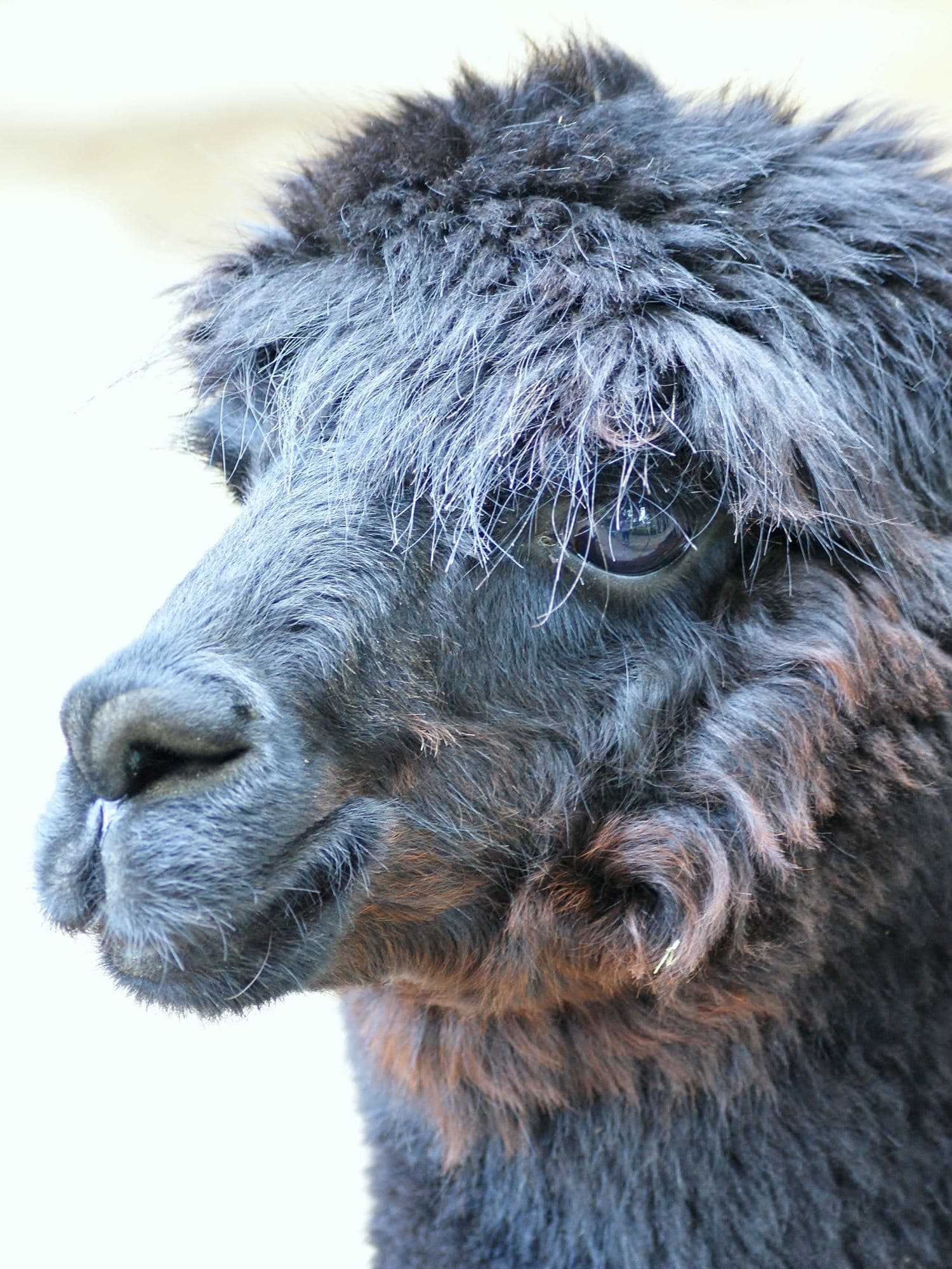 Close-up of a grey alpaca's head and dense fleece.