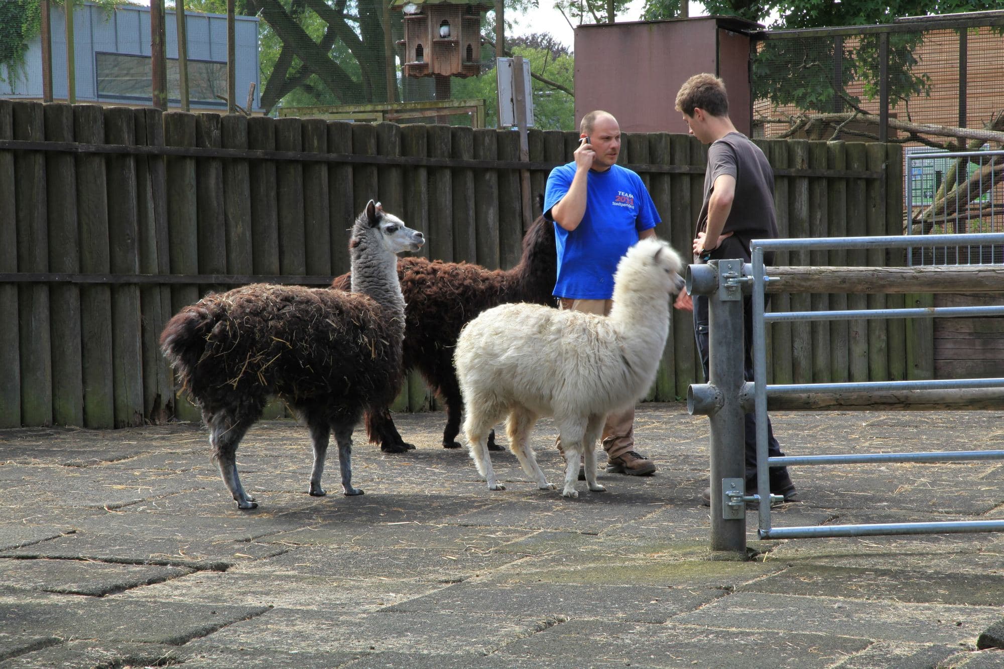 Handlers moving alpacas through steel yards before shearing.