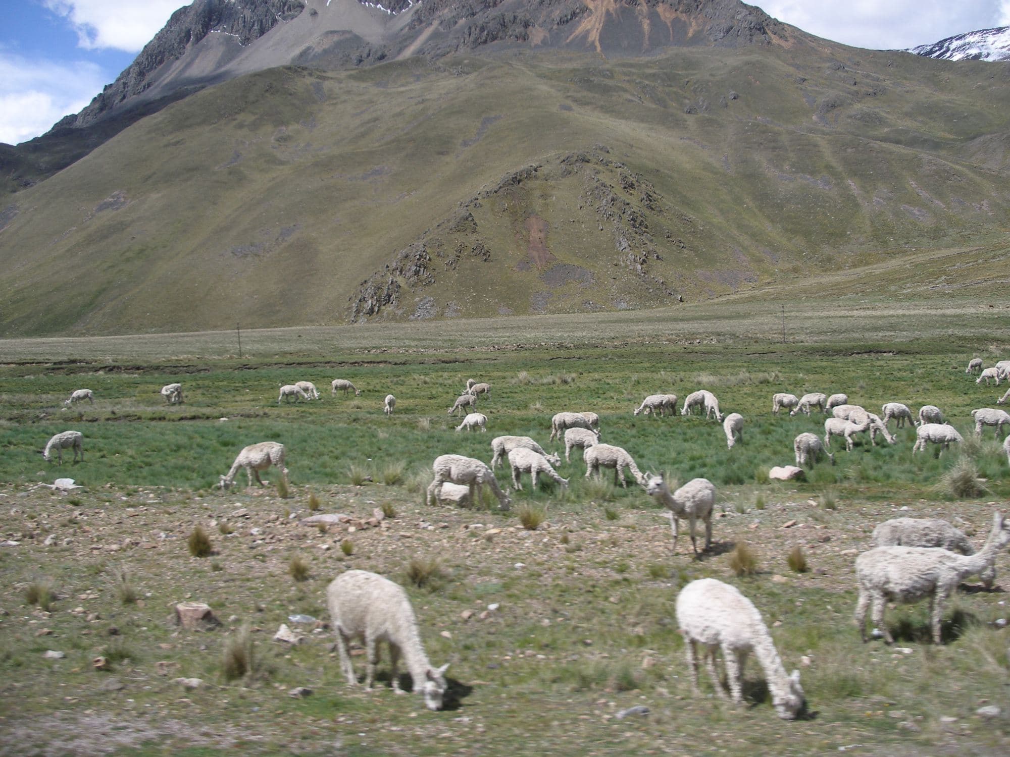 A herd of alpacas grazing on open high-country pasture.