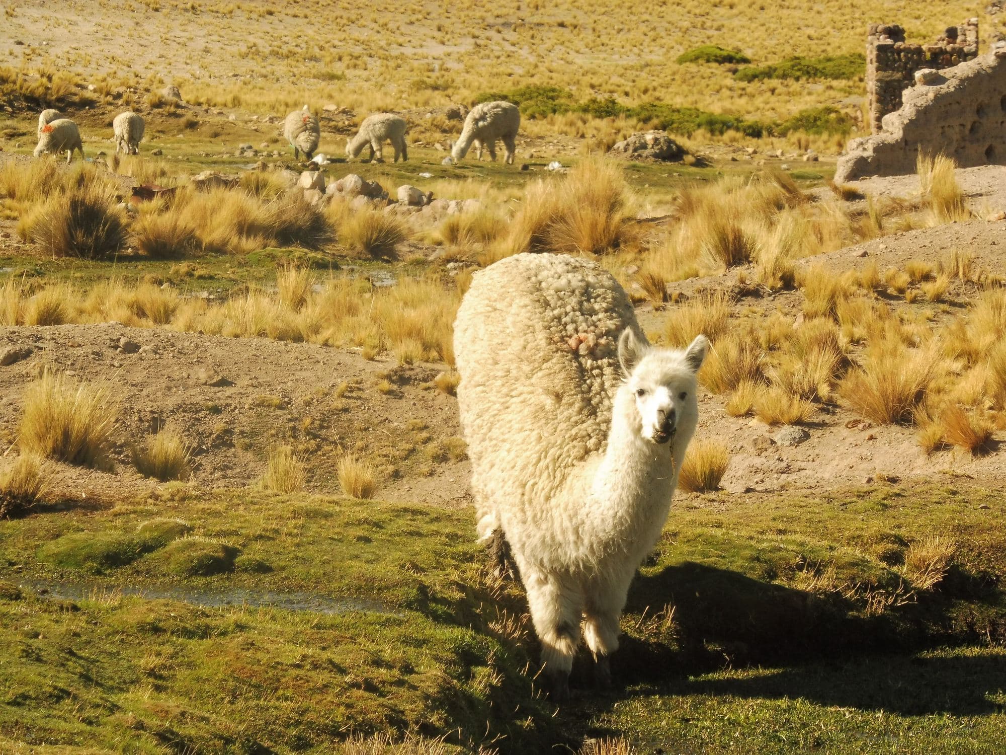 A white alpaca walking through tussock grassland under a wide sky.