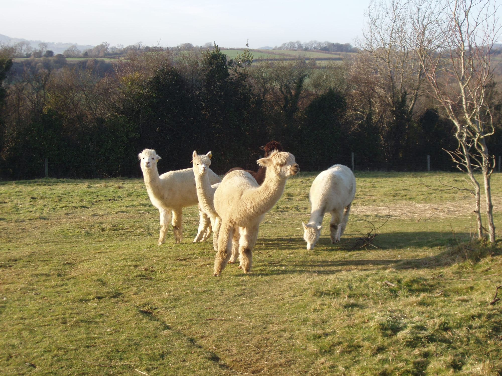 Four alpacas grazing in a paddock in low evening light.