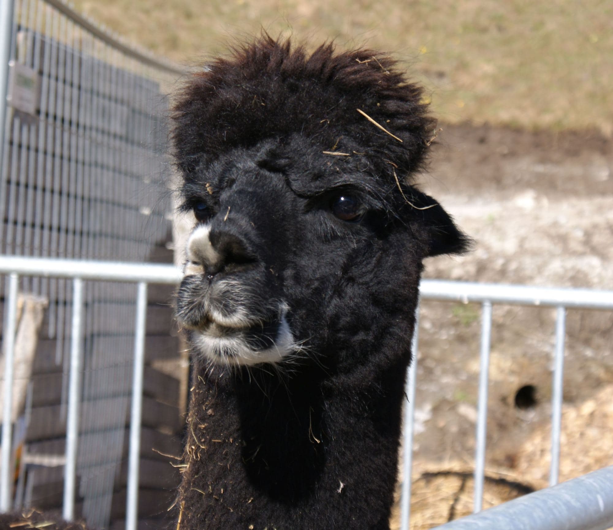 A black alpaca looking over a fence rail.
