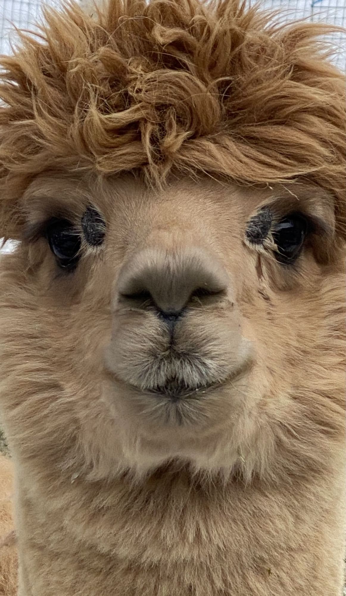 Close portrait of a fawn huacaya alpaca looking at the camera.
