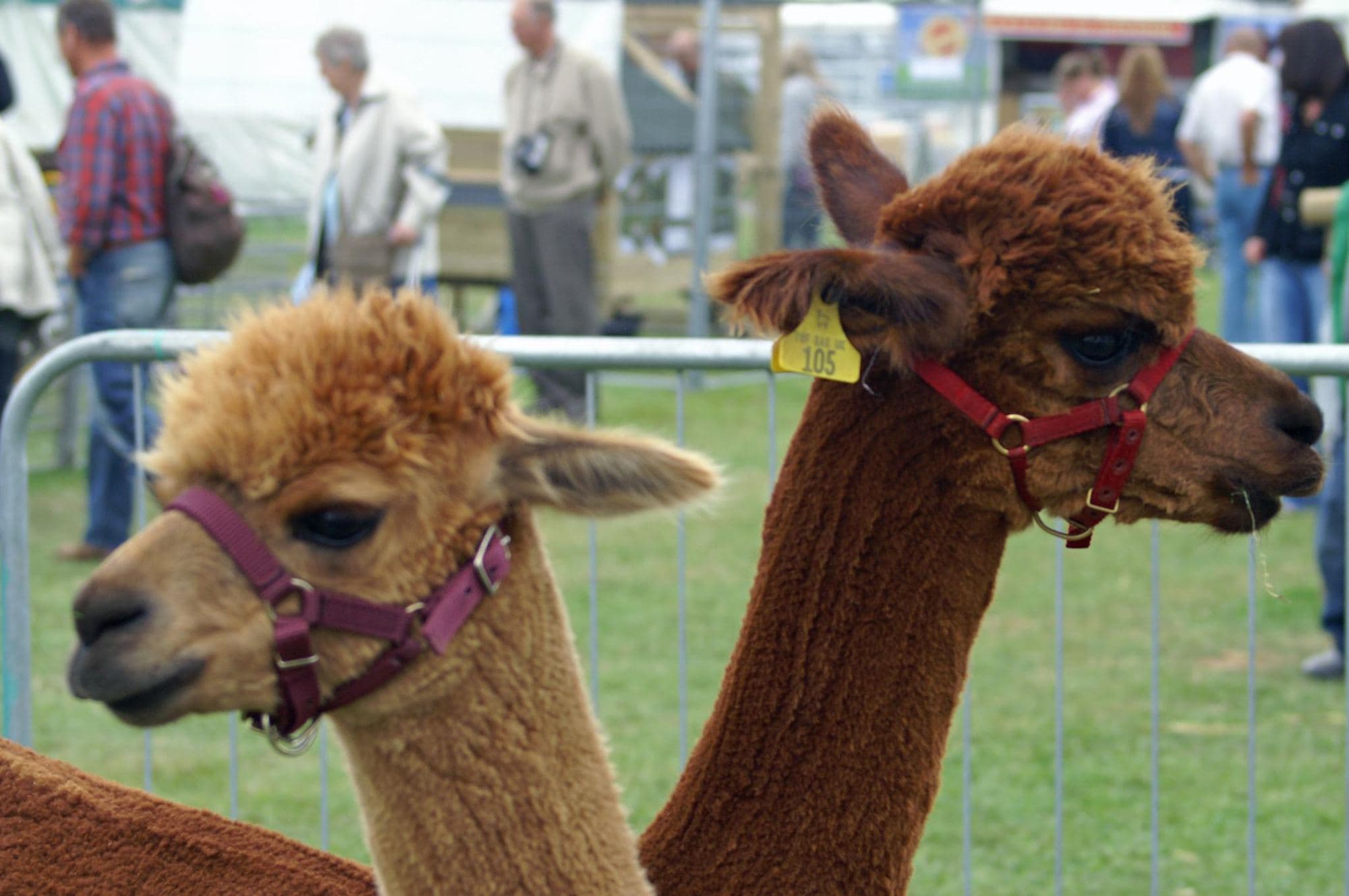 Two haltered alpacas waiting in a show ring.